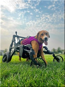 Braskem y DiveDesign se unen para desarrollar una silla de ruedas canina personalizada e impresa en 3D para Wobbly Hannah