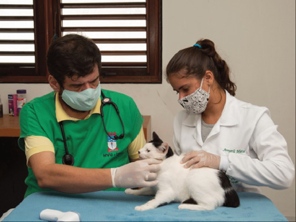 Mais de 5.300 animais  da área de desocupação  já receberam assistência.  E alguns, até uma família
