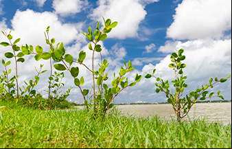 Mais de 45 hectares de manguezal estão sendo plantados pelo Projeto Aflora Mangue